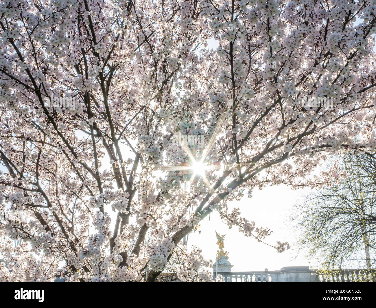 Cherry tree in st jamess park hi-res stock photography and images - Alamy