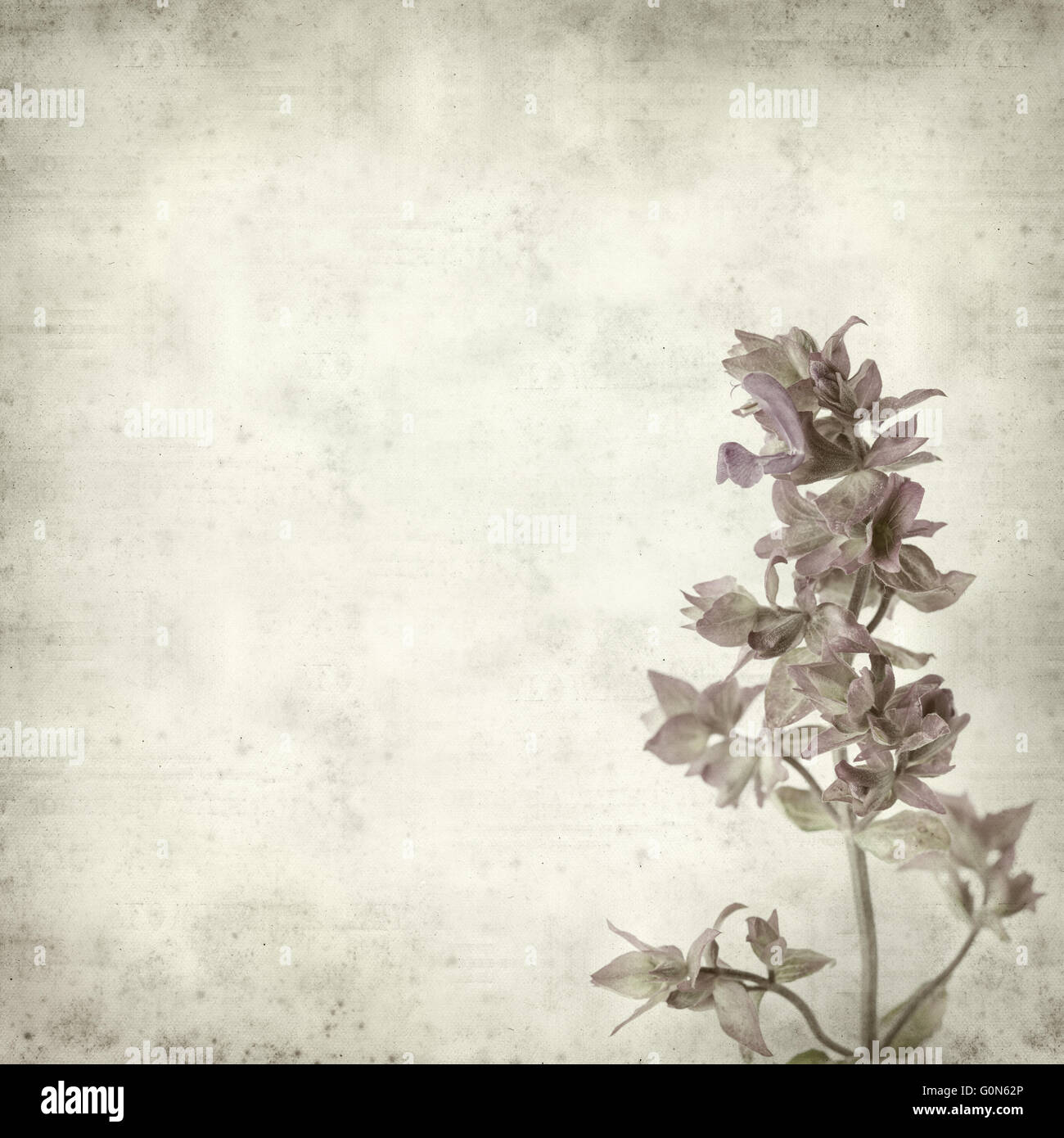 textured old paper background with Salvia canariensis, Canary Island