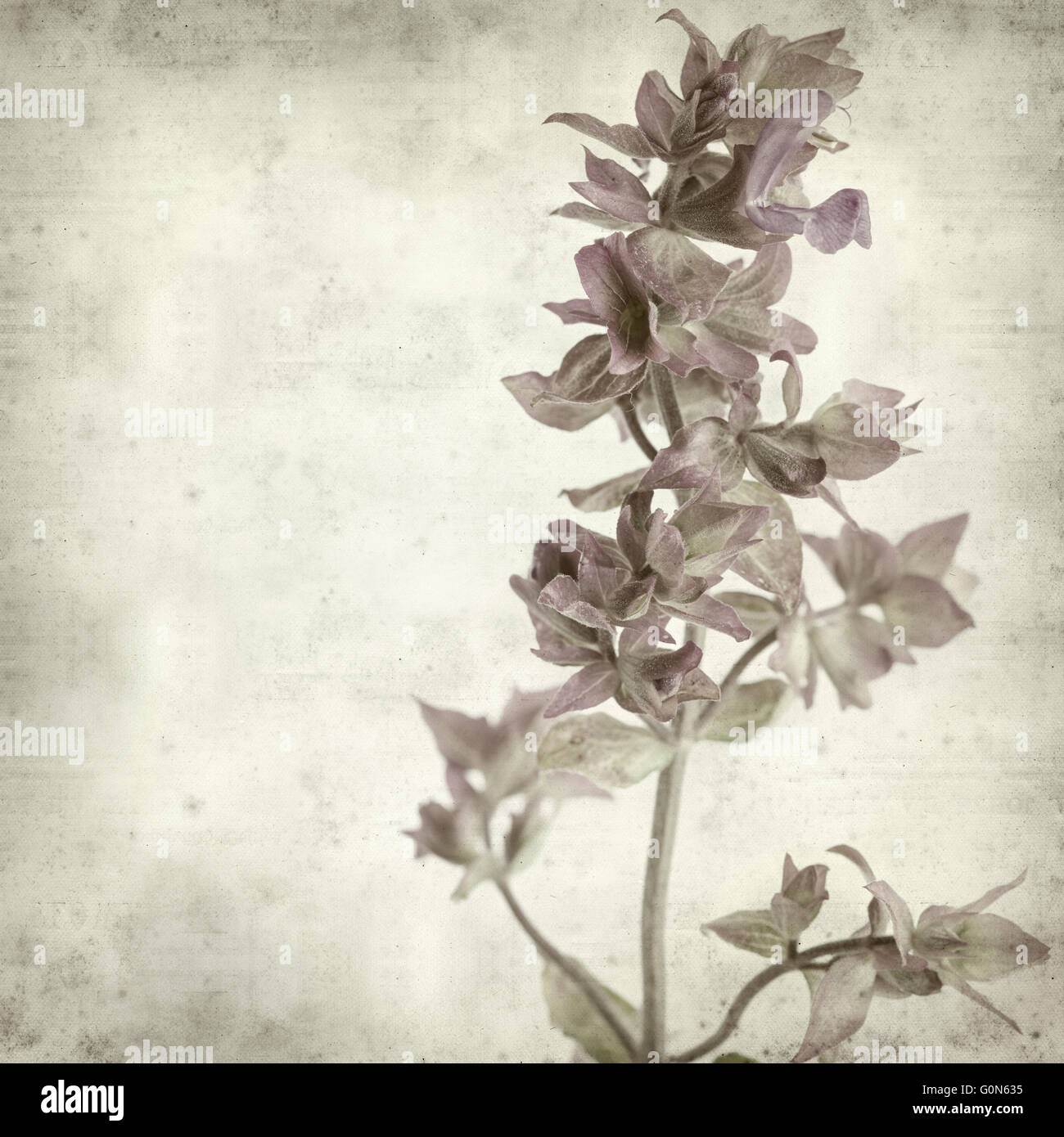 textured old paper background with Salvia canariensis, Canary Island