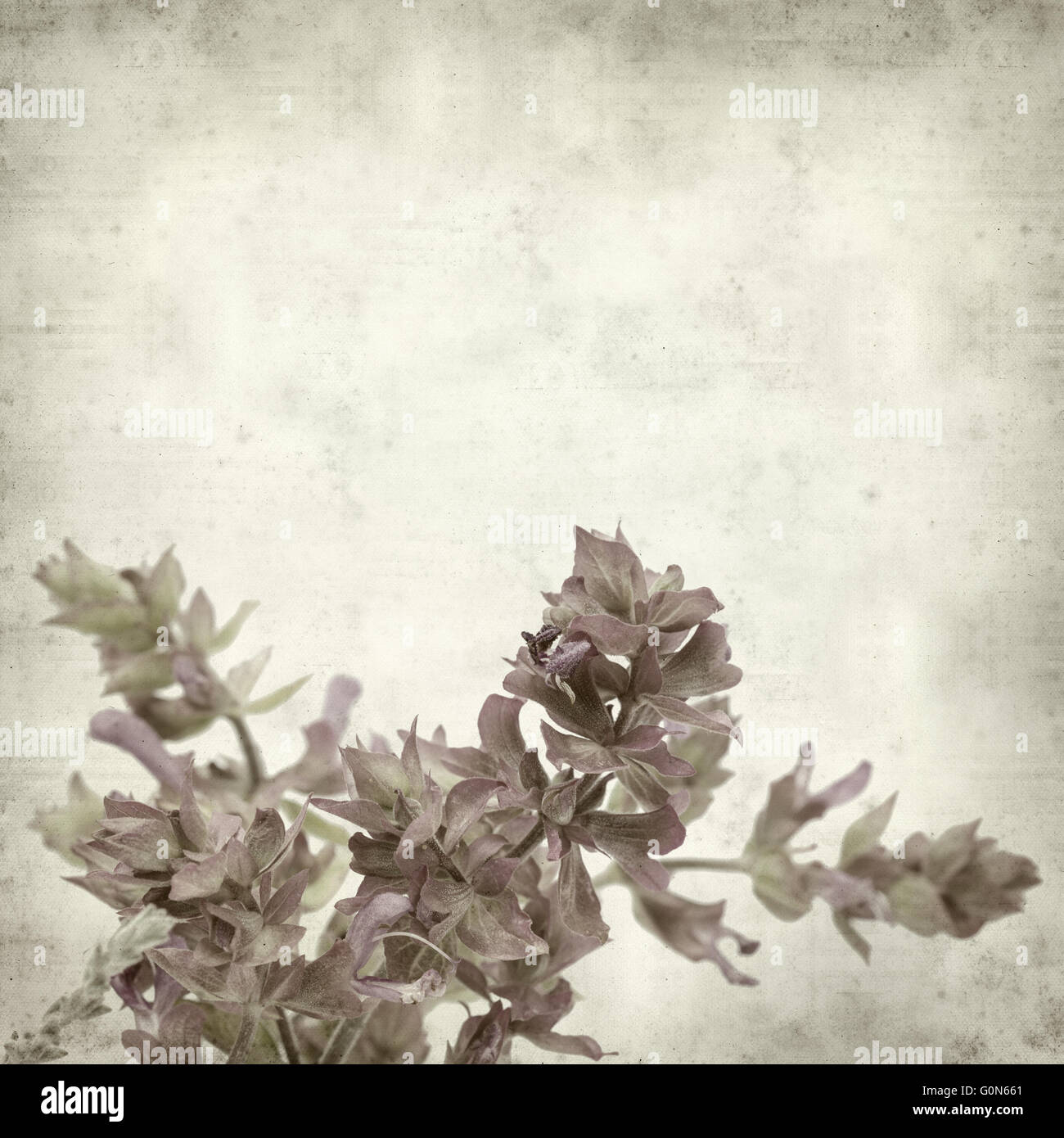 textured old paper background with Salvia canariensis, Canary Island