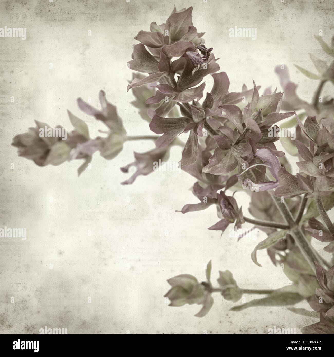 textured old paper background with Salvia canariensis, Canary Island