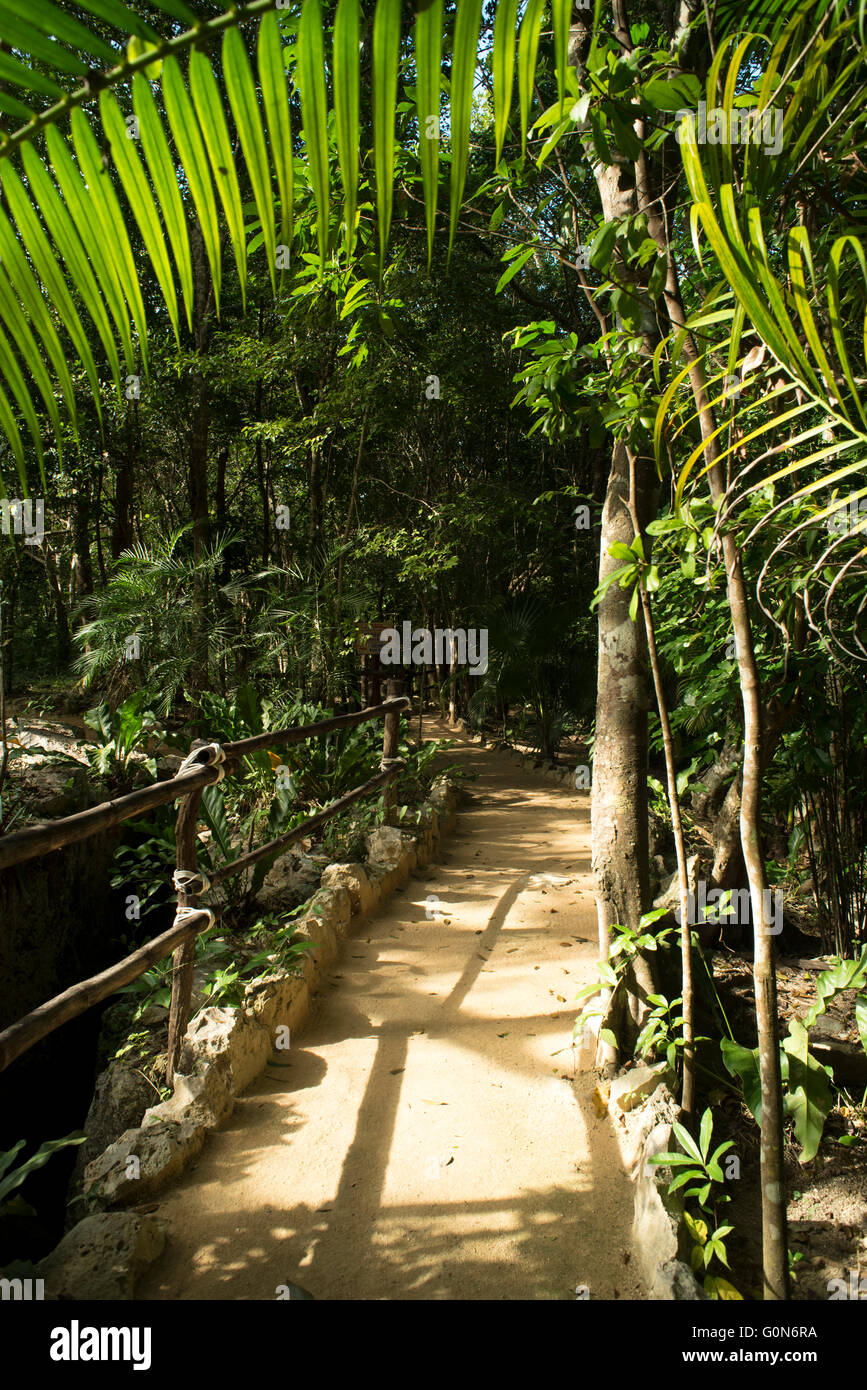 Path way in the tropical rain forest, tourist adventure destination ...
