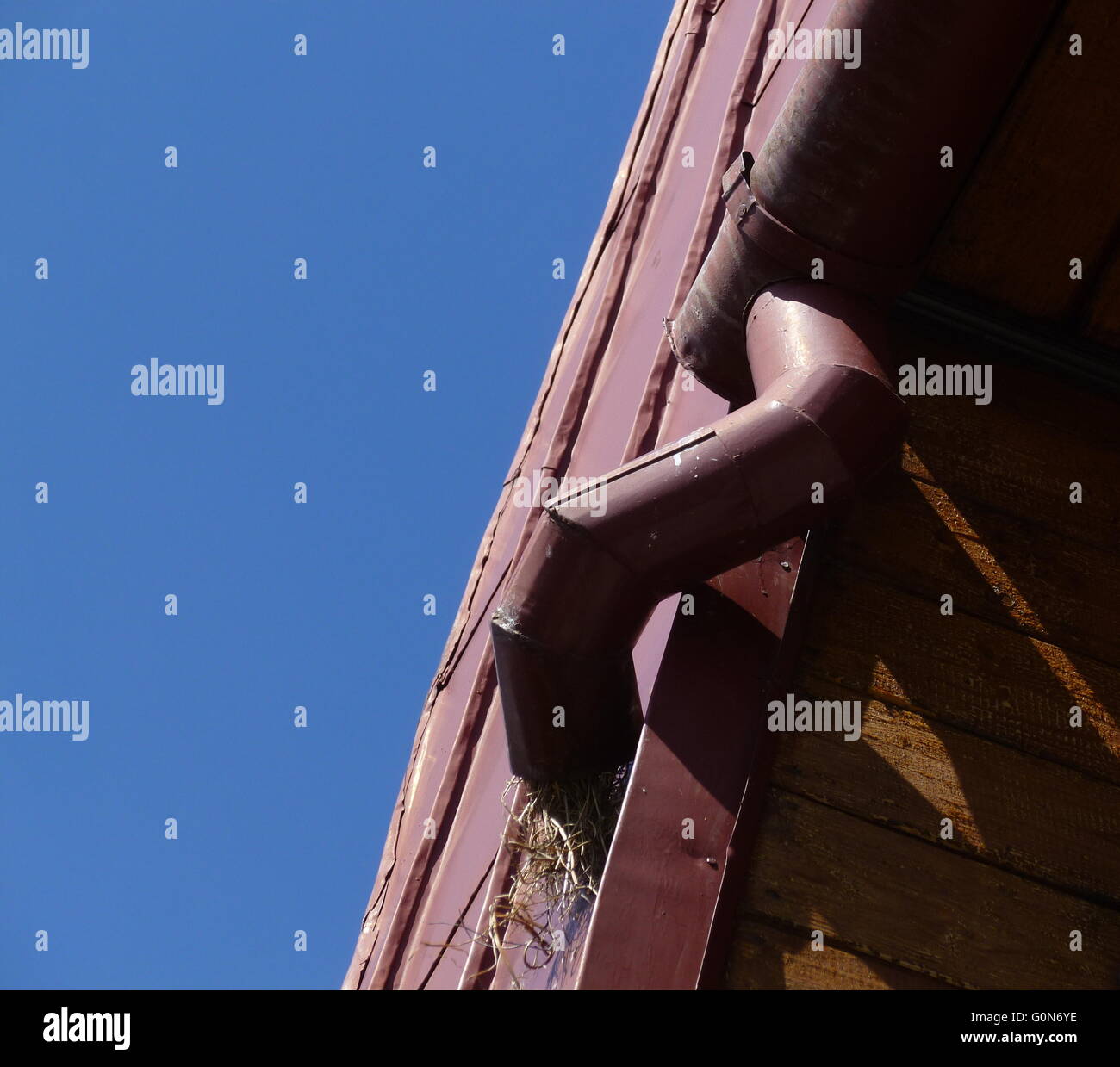 bird's nest in the gutter Stock Photo Alamy