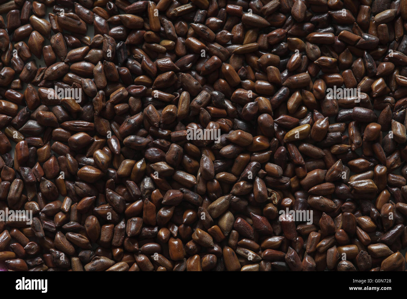 cassia tora beans Stock Photo