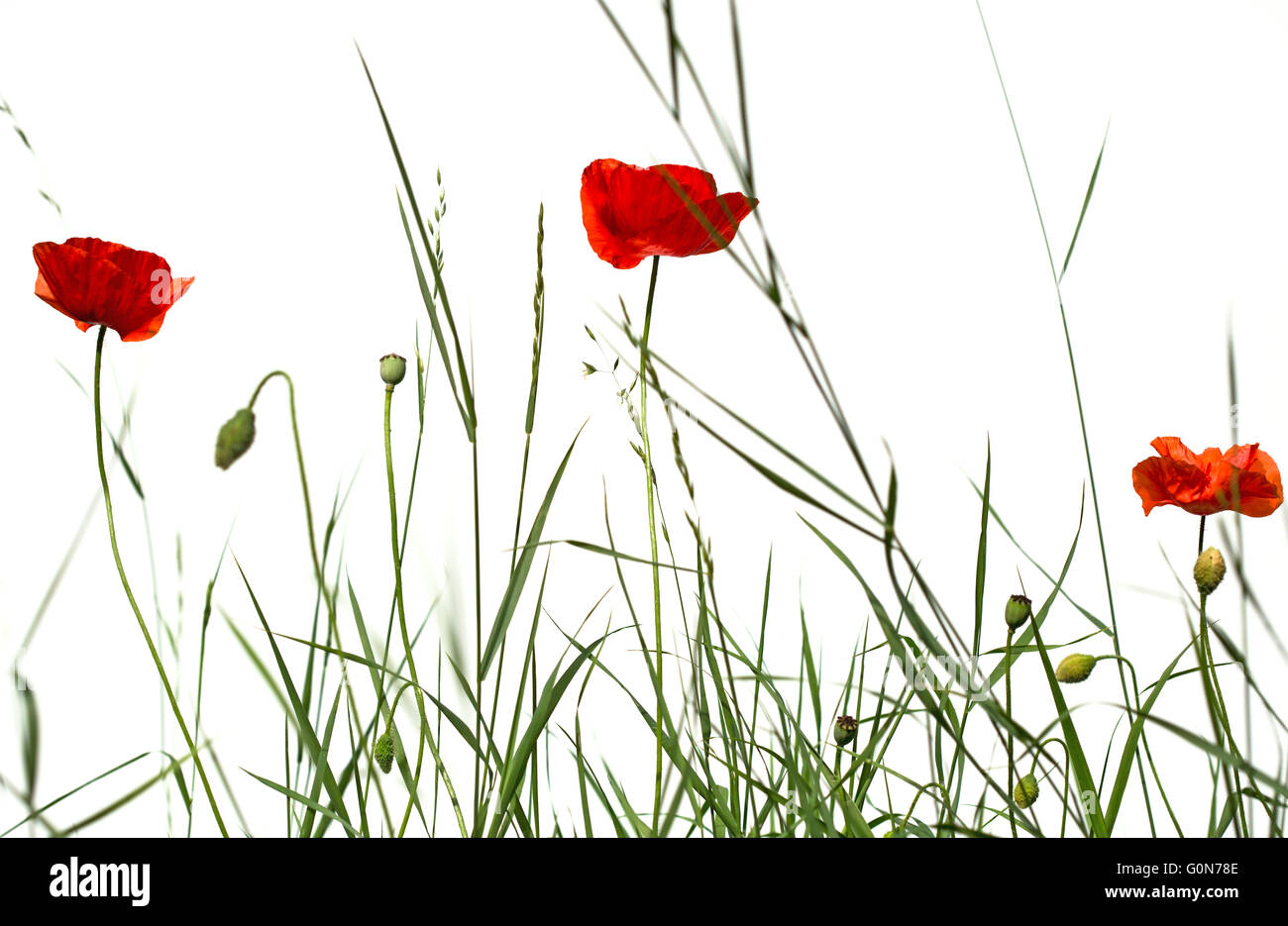 Red Poppies in green field against white background Stock Photo