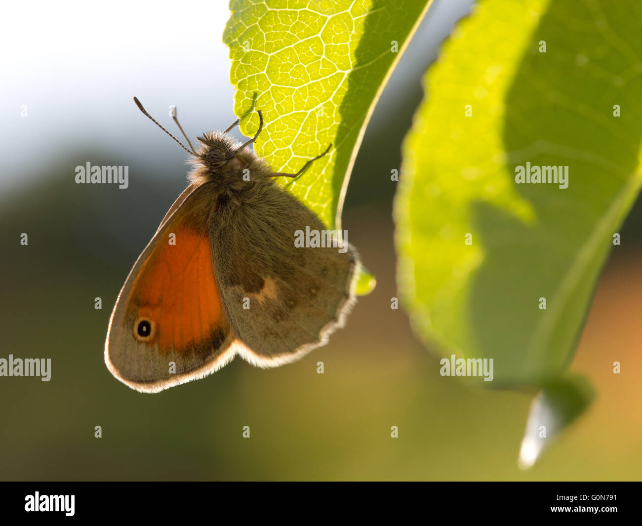 Butterfly Dusky Meadow Brown (Hyponephele lycaon) on leaf and again sunlight Stock Photo