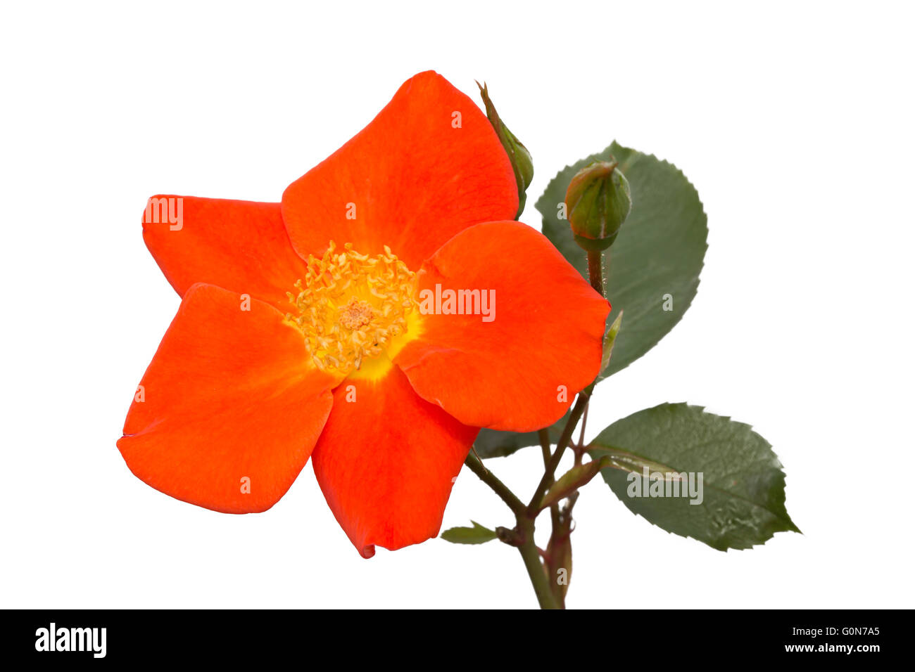 Rose Auxelle on white background Stock Photo