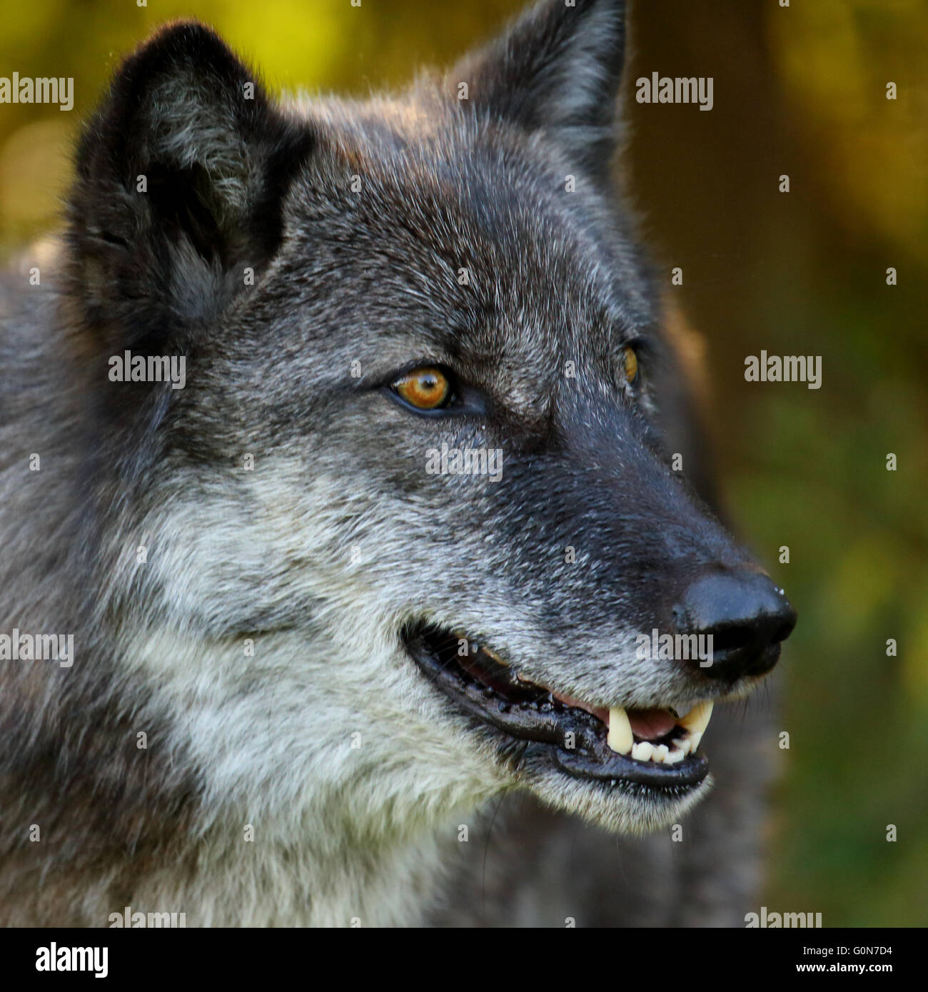 Wolf showing teeth hi-res stock photography and images - Alamy