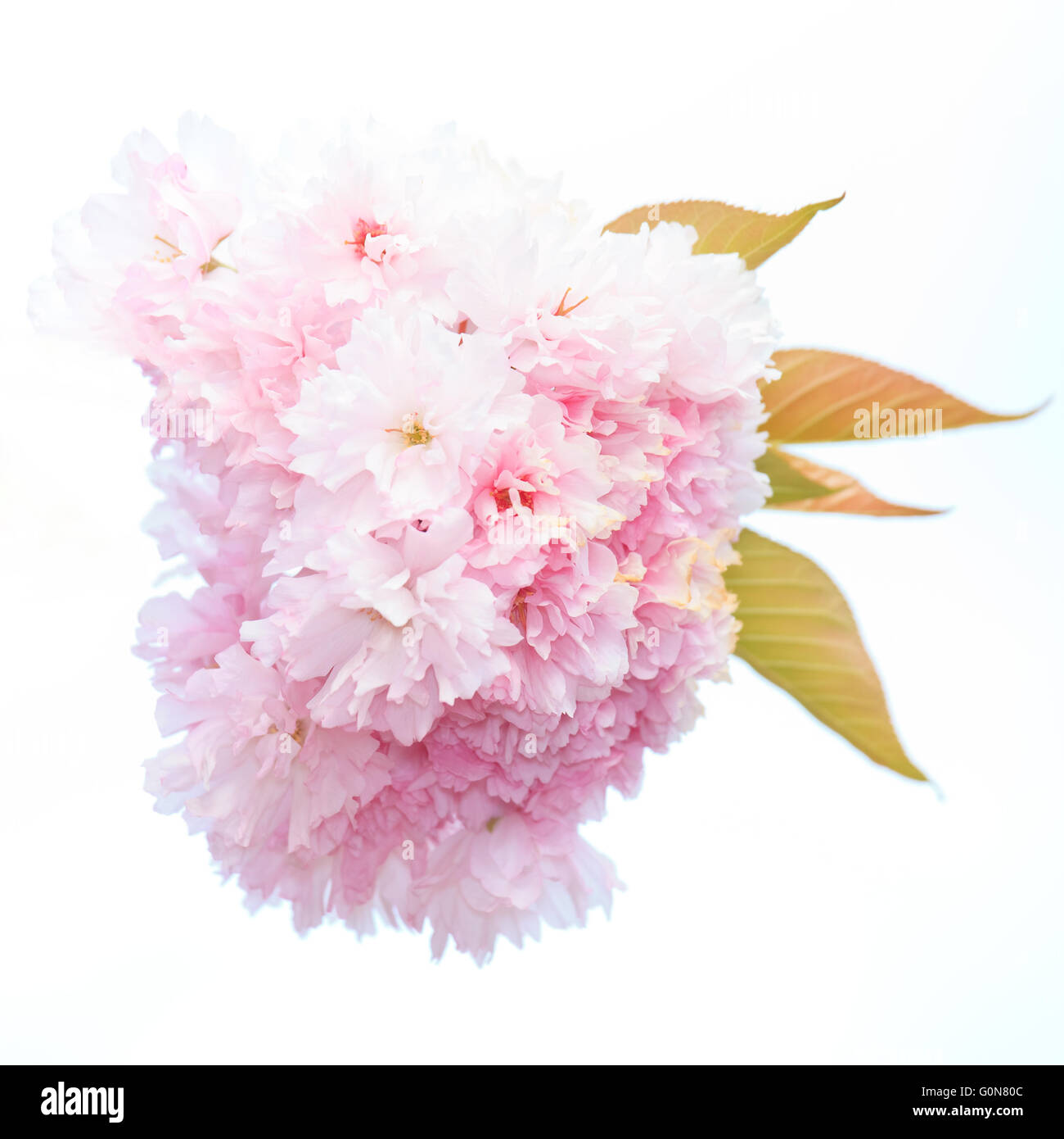 Sakura bloom hi-res stock photography and images - Alamy