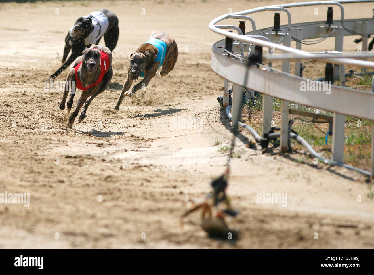 Greyhound Race Track High Resolution Stock Photography And Images Alamy