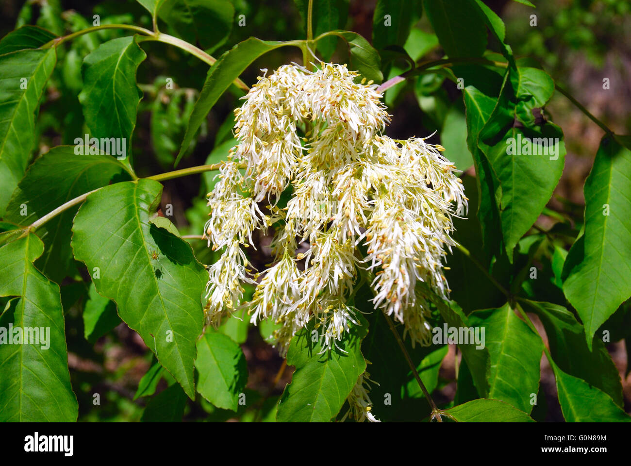 Fraxinus ornus (manna ash or South European flowering ash) is a species of Fraxinus native to southern Europe and southwestern Asia, from Spain and Italy north to Austria, Poland and the Czech Republic, and east through the Balkans, Turkey, and western Syria to Lebanon and Armenia. The flowers are produced in dense panicles 10–20 cm long. Stock Photo