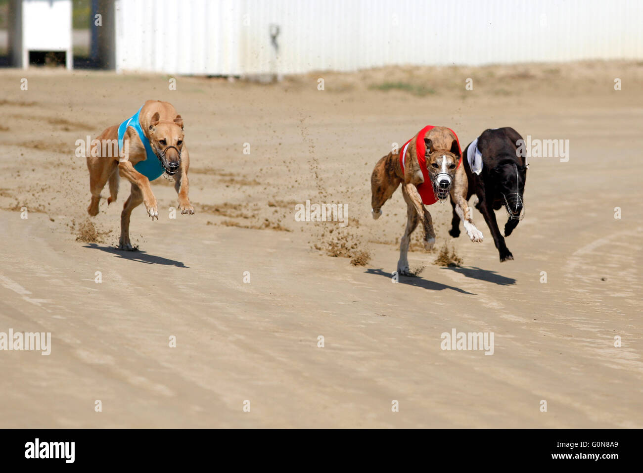 Elegant sand racer hi-res stock photography and images - Alamy