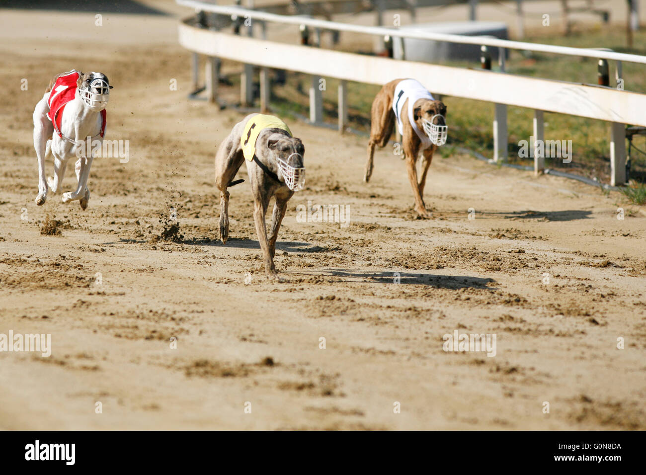 View of a greyhound race track with running dogs Stock Photo - Alamy