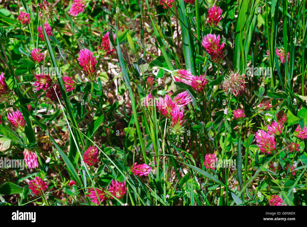 Trifolium pratense, the red clover is a herbaceous species of flowering plant in the bean family Fabaceae, native to Europe, Western Asia and northwest Africa, but planted and naturalised in many other regions. Stock Photo