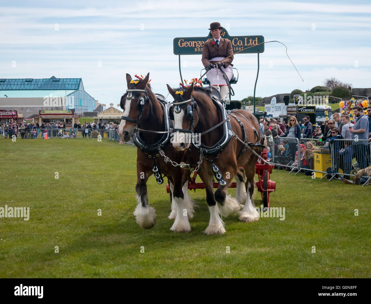 Heavy Horses pulling a cart at the Rural and Southsea Show in Portsmouth Stock Photo