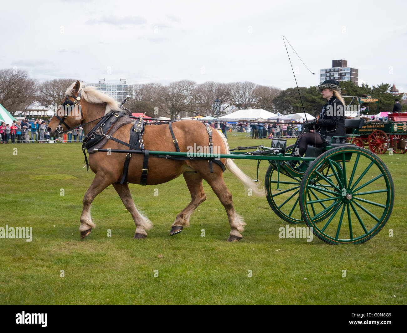 Heavy horses pulling carriage hires stock photography and images Alamy