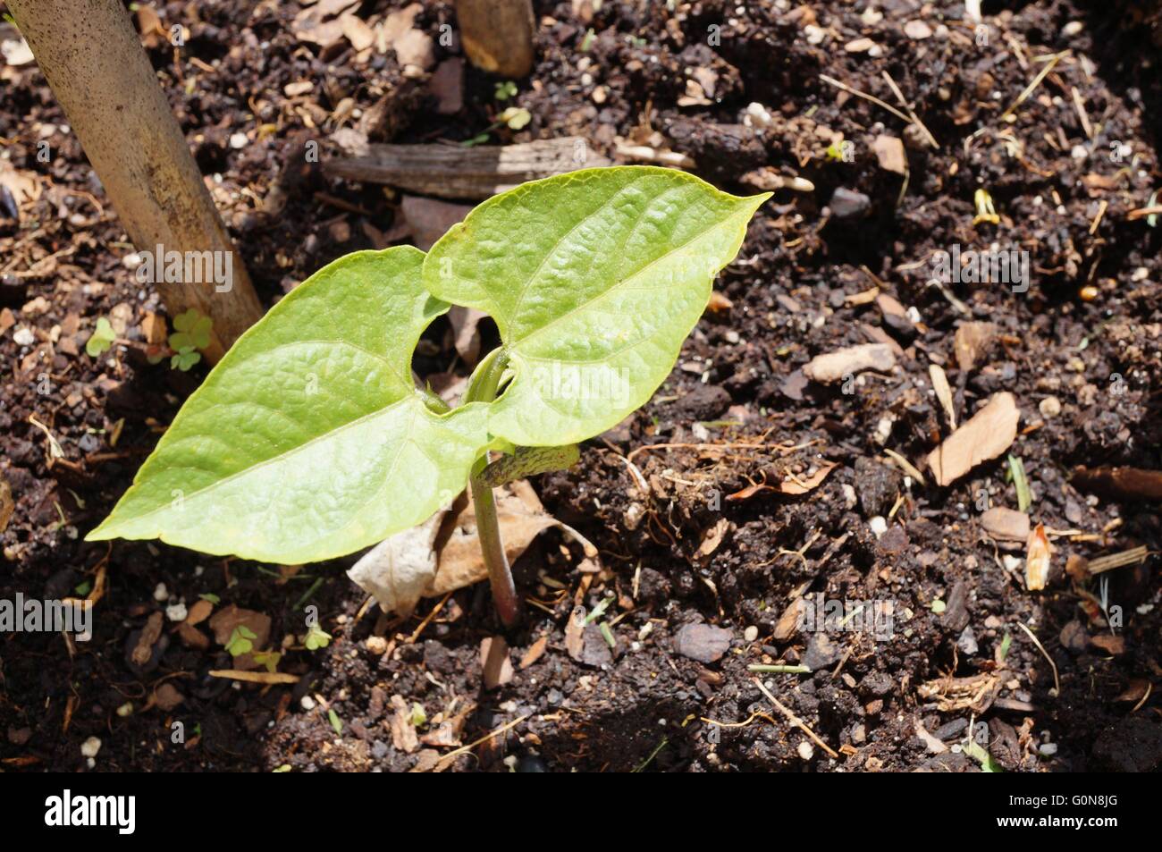 Green beans sprouting leaves in the vegetable garden Stock Photo Alamy
