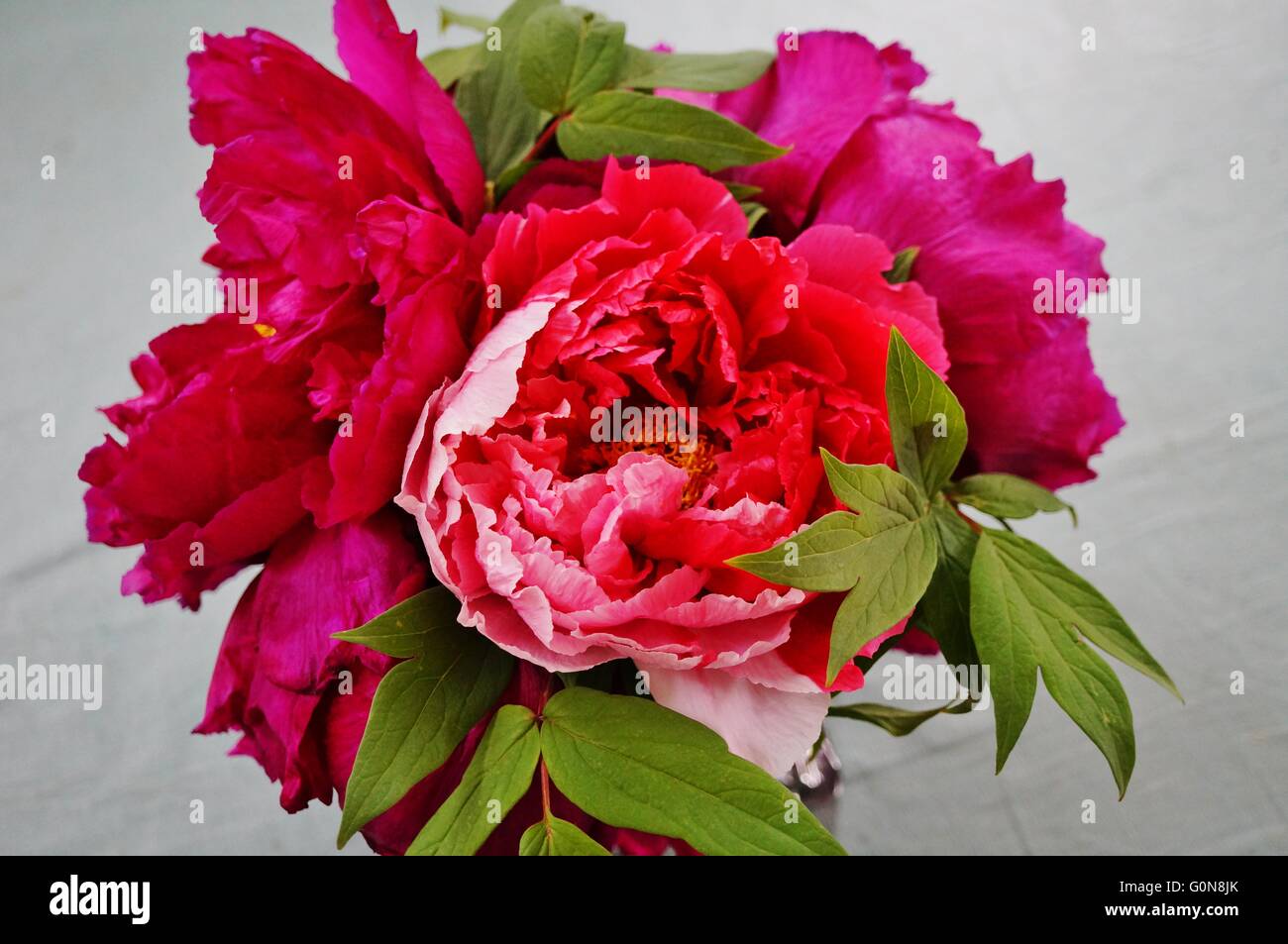 Bouquet of fragrant pink tree peony flowers Stock Photo Alamy