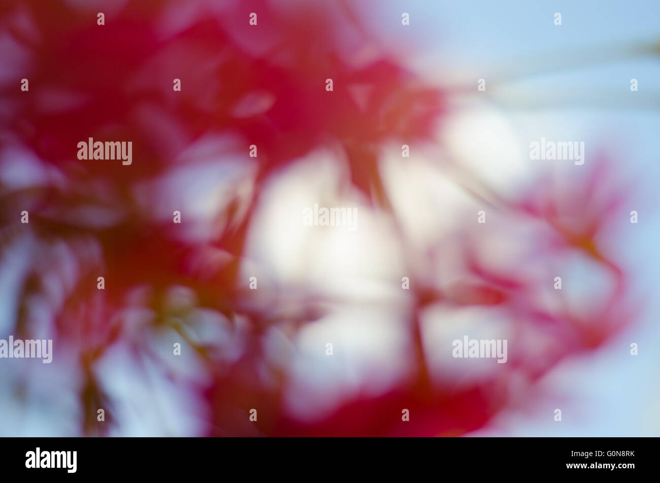 Blurry Background of Pink Blossom Stock Photo - Alamy