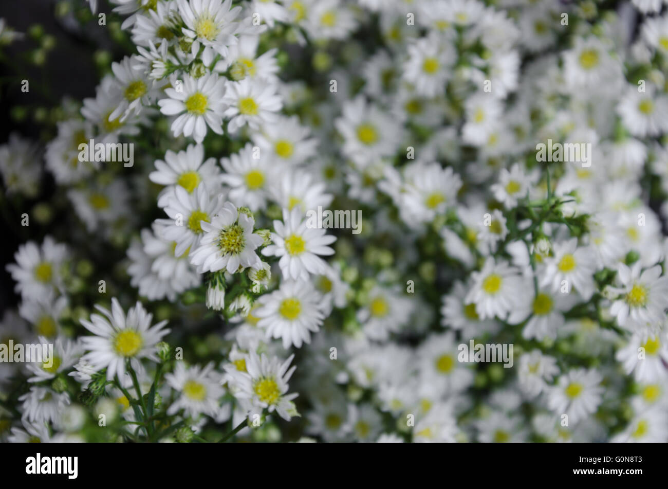 White aster hi-res stock photography and images - Alamy