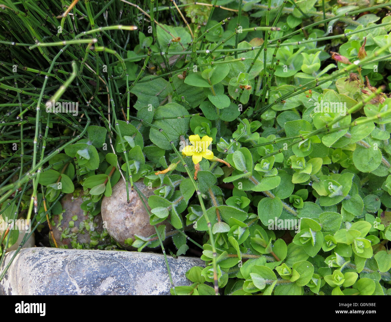 Creeping Jenny (Lysimachia nummularia) with single flower and horsetail (Equisetum) next to pebbles and rock Stock Photo