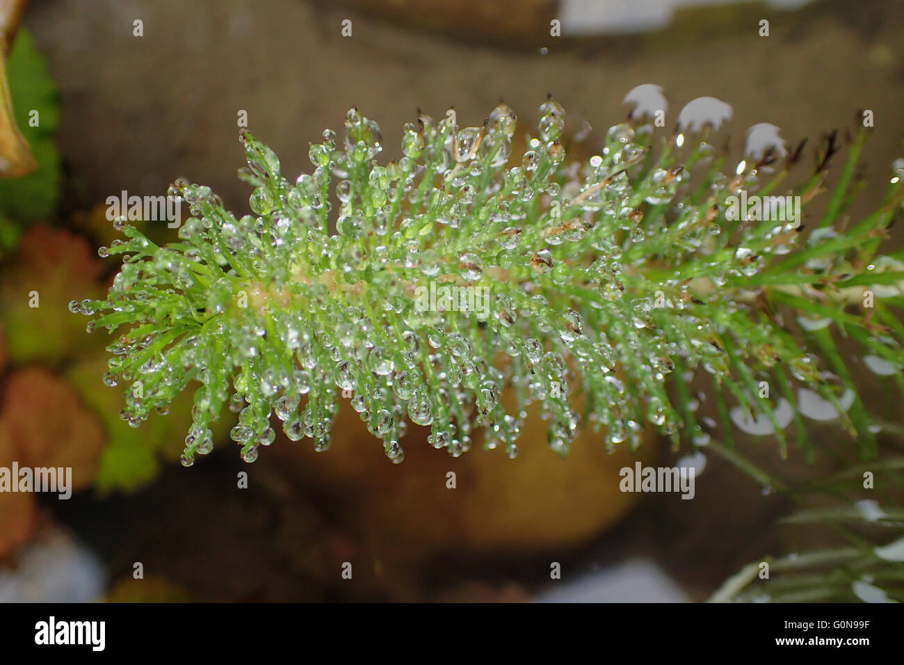 Water droplets on stem of upright water milfoil (Myriophyllum crispatum) above a pond Stock Photo