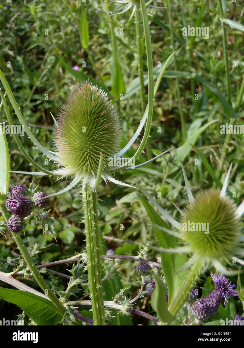 Wild teasel (Dipsacus fullonum) heads among teasels and thistles Stock Photo