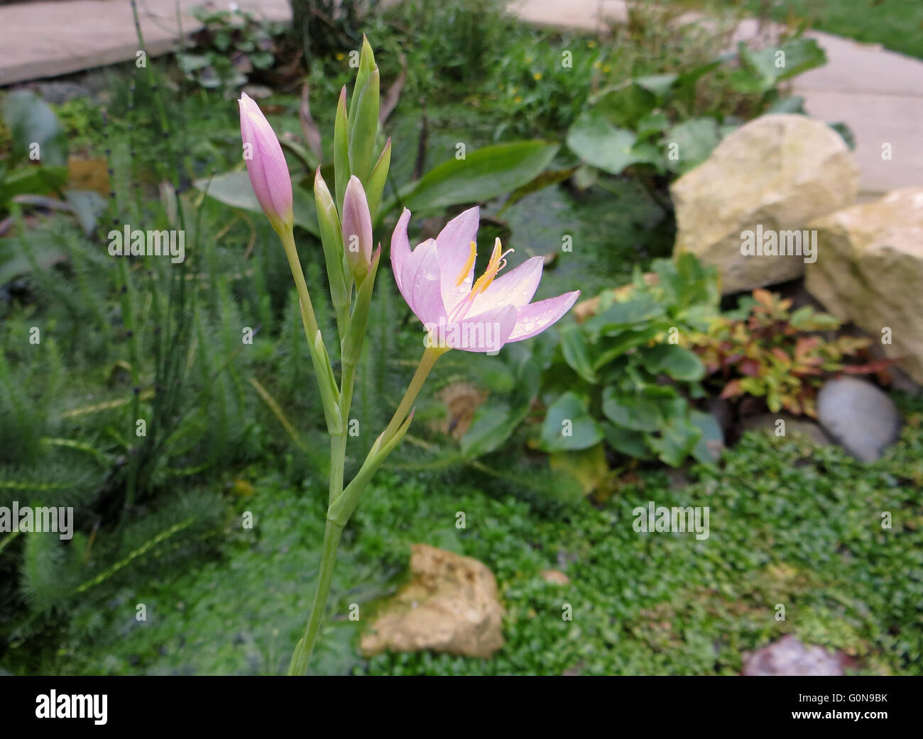 Pink schizostylis (Schizostylis coccinea) flower and buds in garden pond with rocks, pebbles and greenery Stock Photo