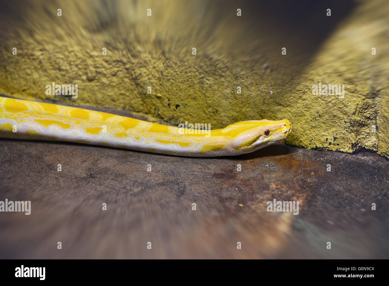 Yellow Burmese Python Stock Photos & Yellow Burmese Python Stock Images ...