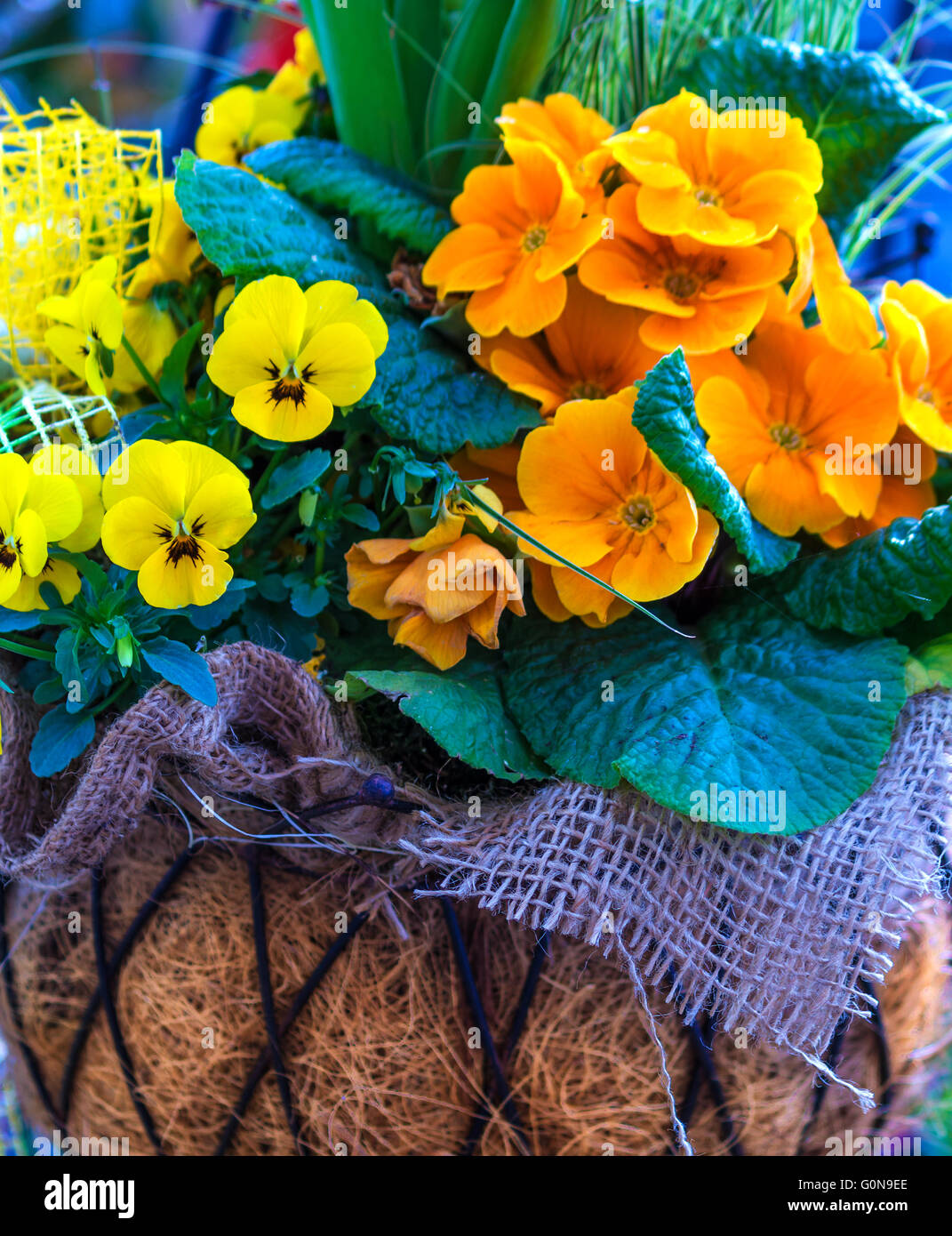 Yellow and orange spring flowers in a hanging basket Stock Photo