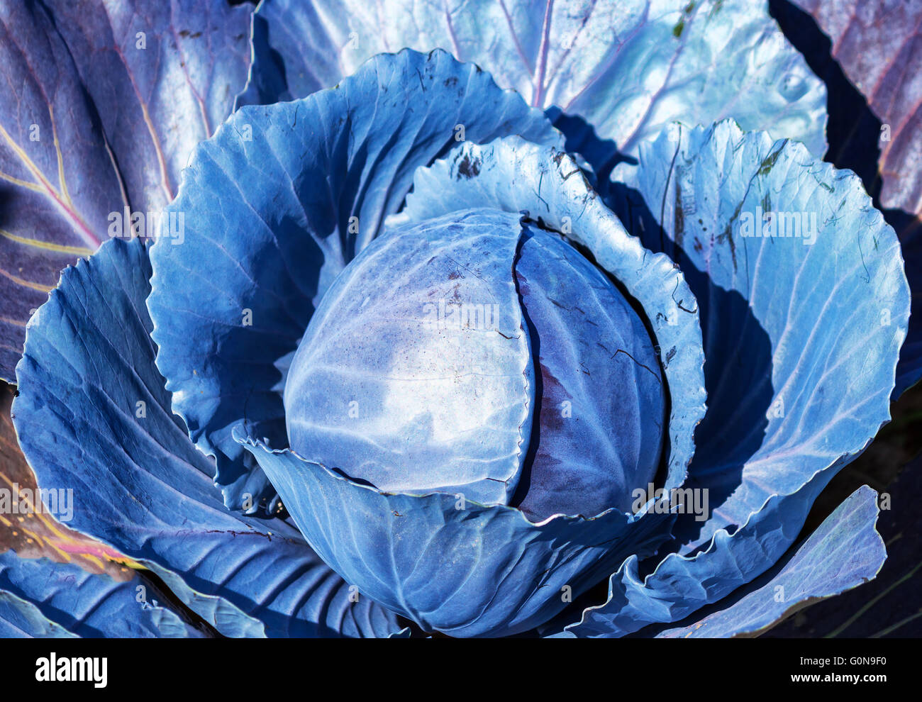 Red cabbage Stock Photo Alamy