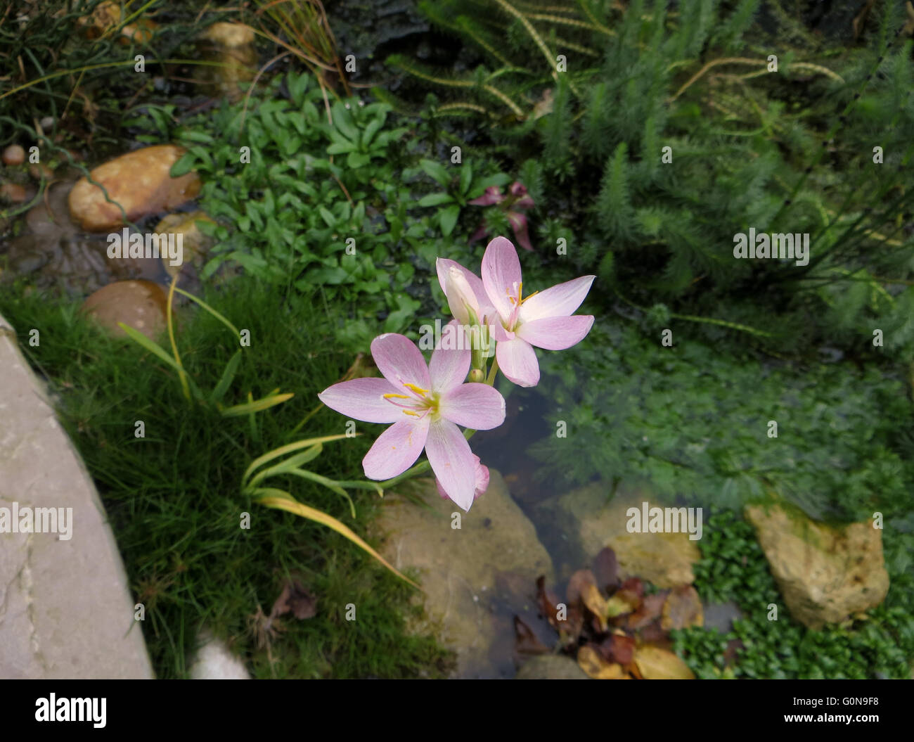 Pink schizostylis (Schizostylis coccinea) in flower at margin of garden pond with rocks, pebbles and greenery Stock Photo