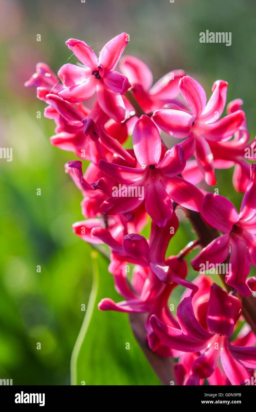 Bright magenta hyacinth flowers in the sunlight Stock Photo Alamy