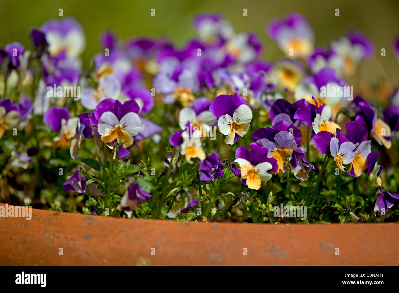 purple and white pansy in a pot Stock Photo