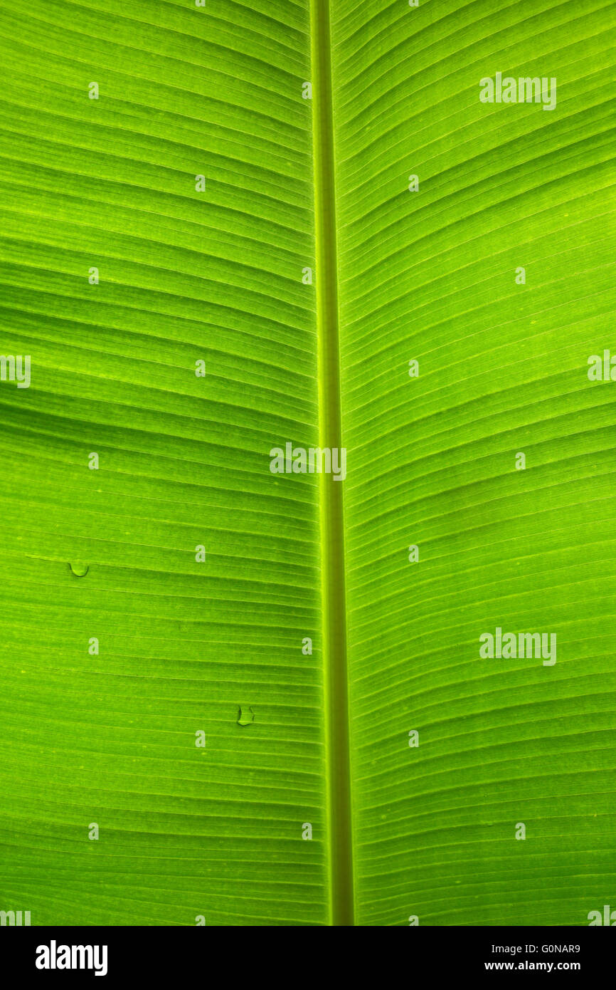 Large leaf, with back lighting. Stock Photo