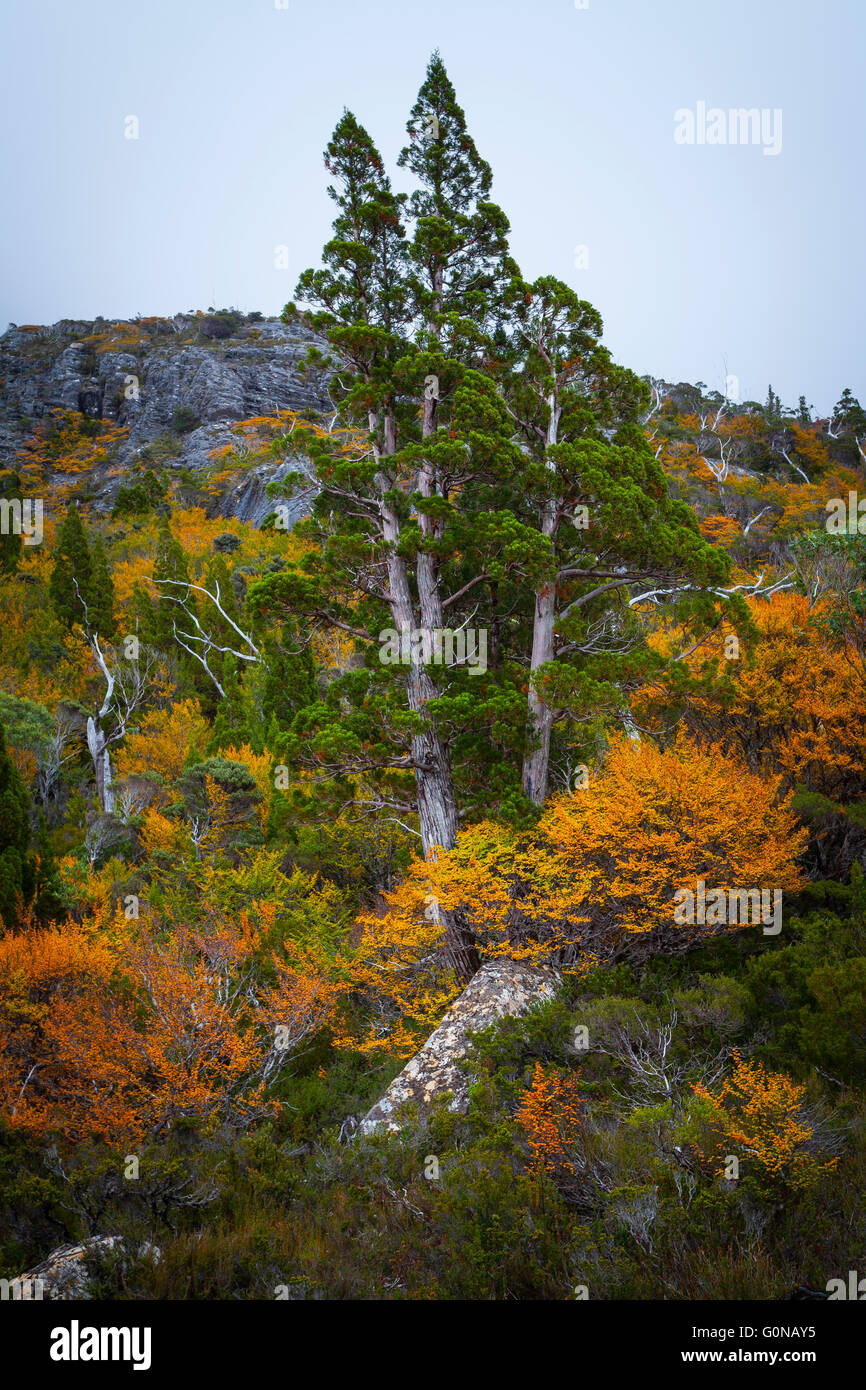 Pencil Pine and Fagusfagus - Cradle Mtn Lake St Clair N.P - Tasmania Stock Photo