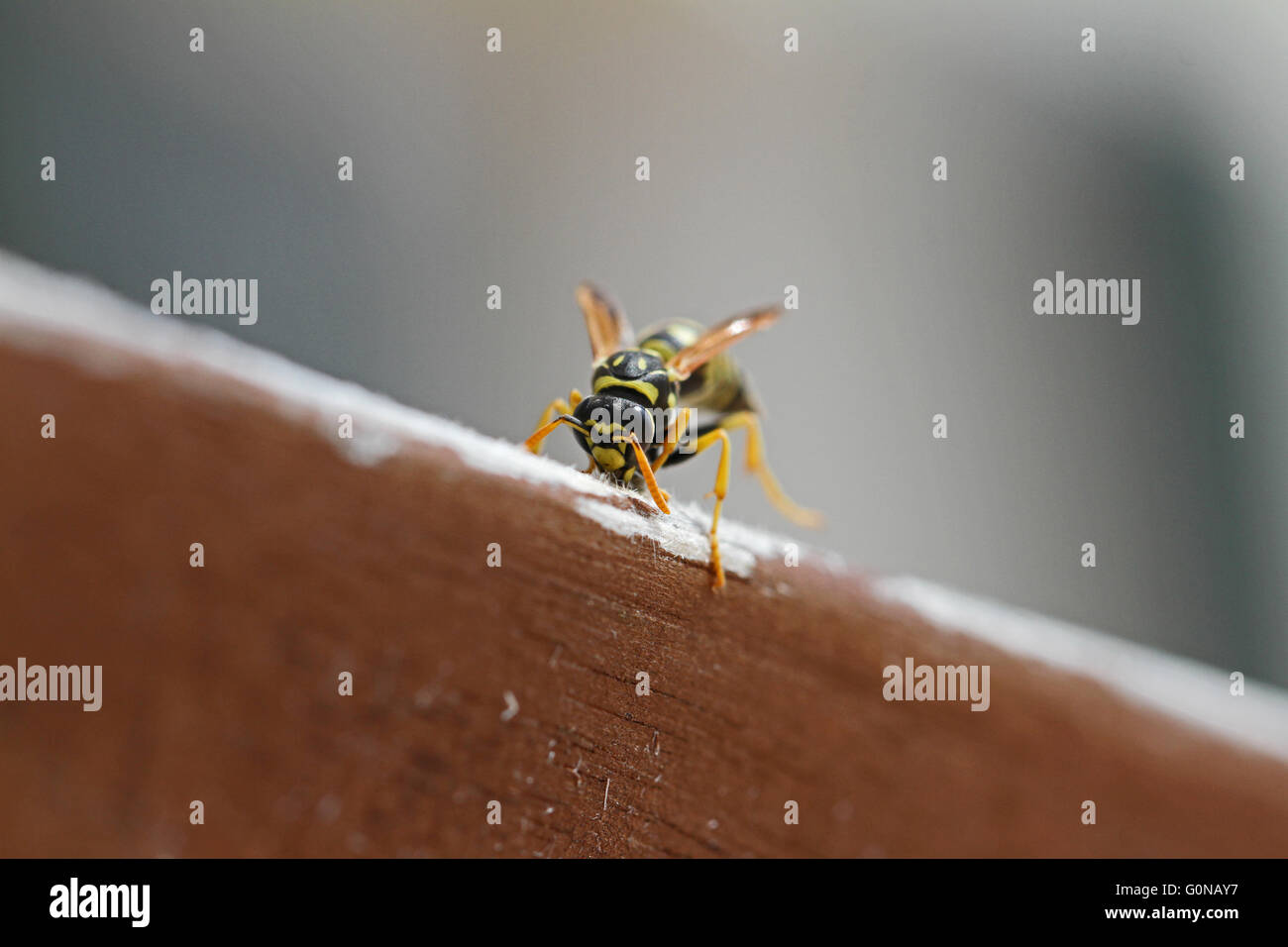 paper wasp eating wood latin name polistes gallicus vespa mangiando