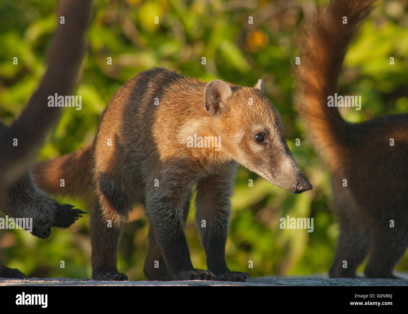 Cozumel Coati (Nasua nelsoni) Endemic, Critically endangered, Cozumel Island, Mexico Stock Photo