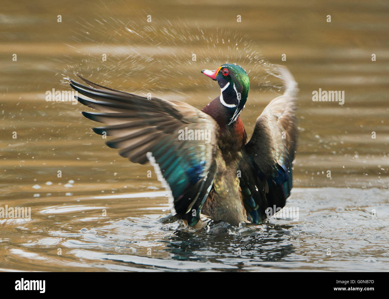 Wood Duck shaking off water, Vancouver island, Canada, Wild Stock Photo