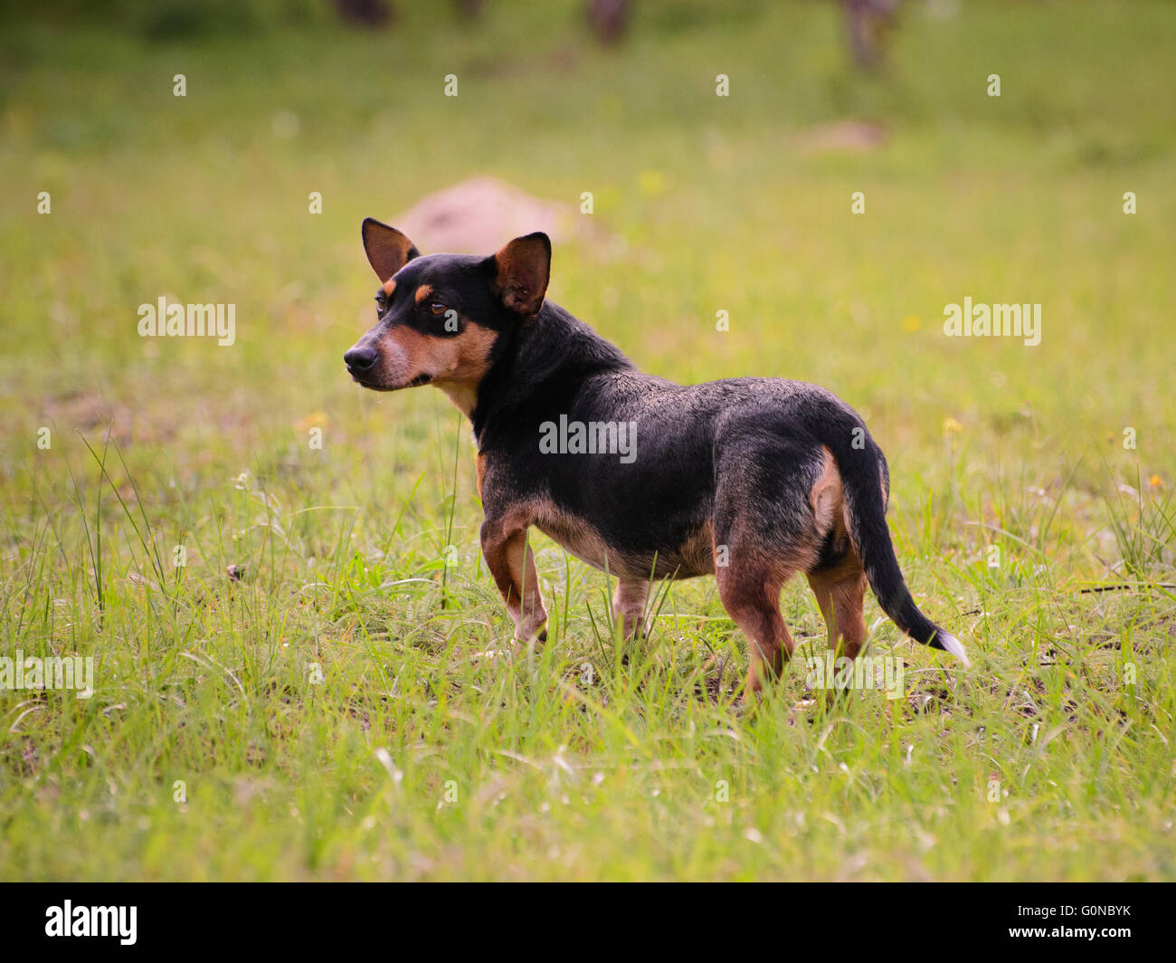 Puppy standing in grass hi-res stock photography and images - Alamy