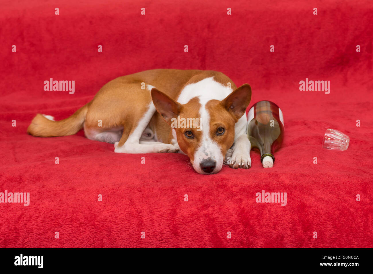 Cute basenji having rest on red sofa next to empty wine bottle and glass Stock Photo