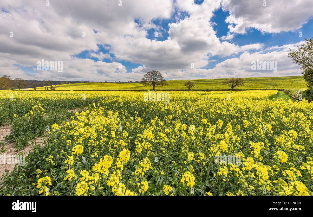 Spring in England with glorious yellow fields of rapeseed under a blue