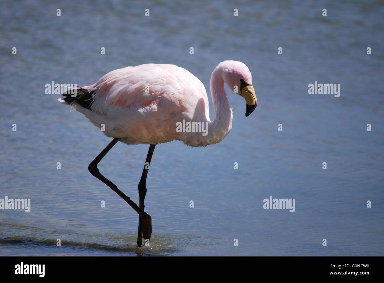 Flamingo on the Salar de Uyuni salt flat Bolivia Stock Photo