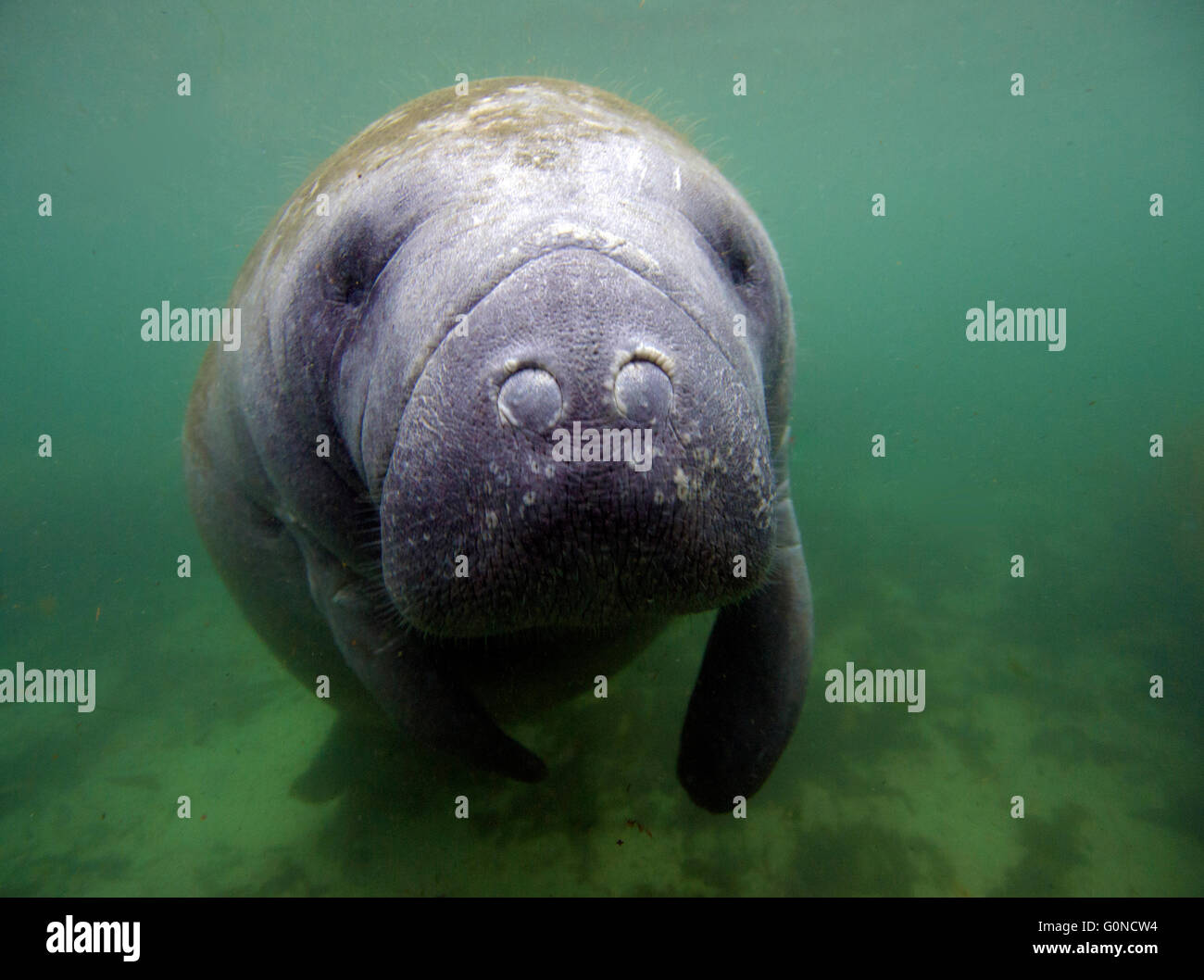 A West Indian manatee underwater in the Gulf of Mexico Stock Photo