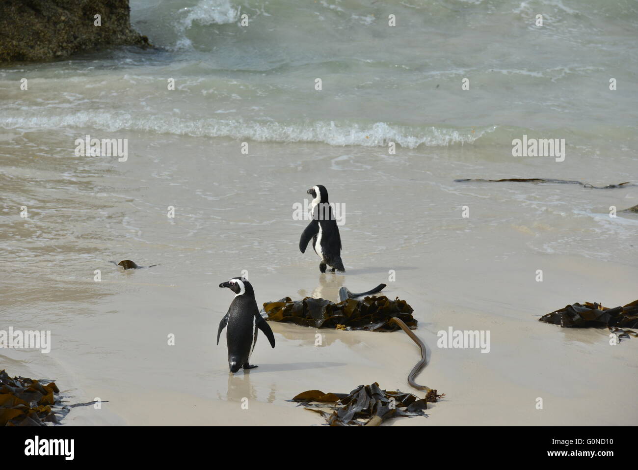 Boulders beach in the Cape Peninsula at the Western Cape of South Africa Stock Photo