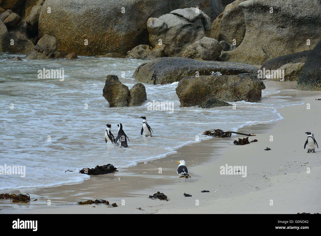 Boulders beach in the Cape Peninsula at the Western Cape of South Africa Stock Photo