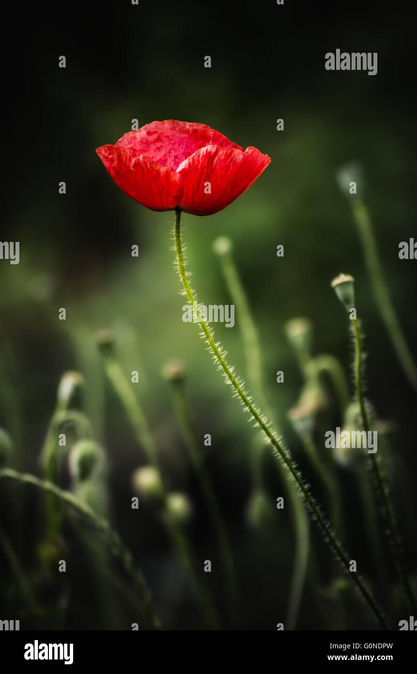 Red spring poppy Stock Photo - Alamy
