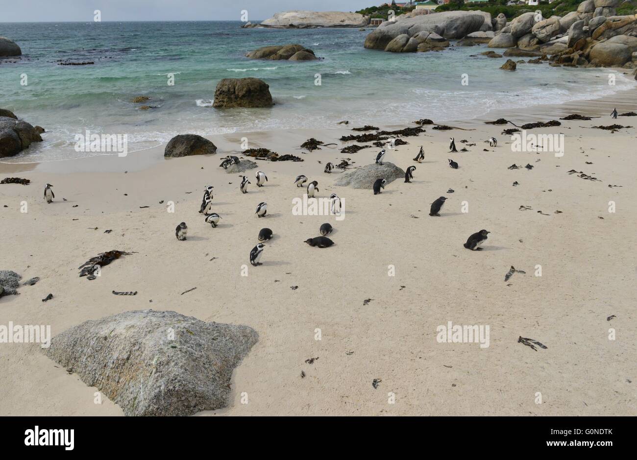Boulders beach in the Cape Peninsula at the Western Cape of South Africa Stock Photo