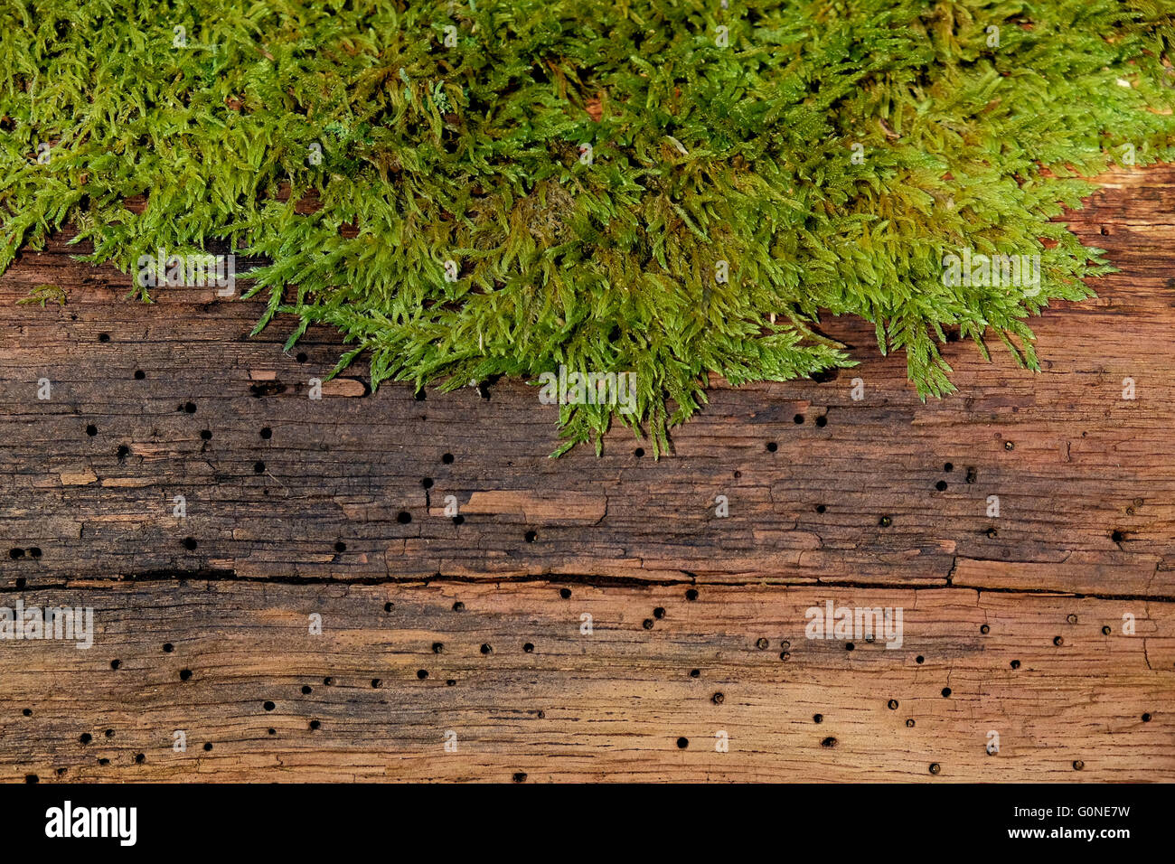 woodworm holes in rotting wood with moss Stock Photo