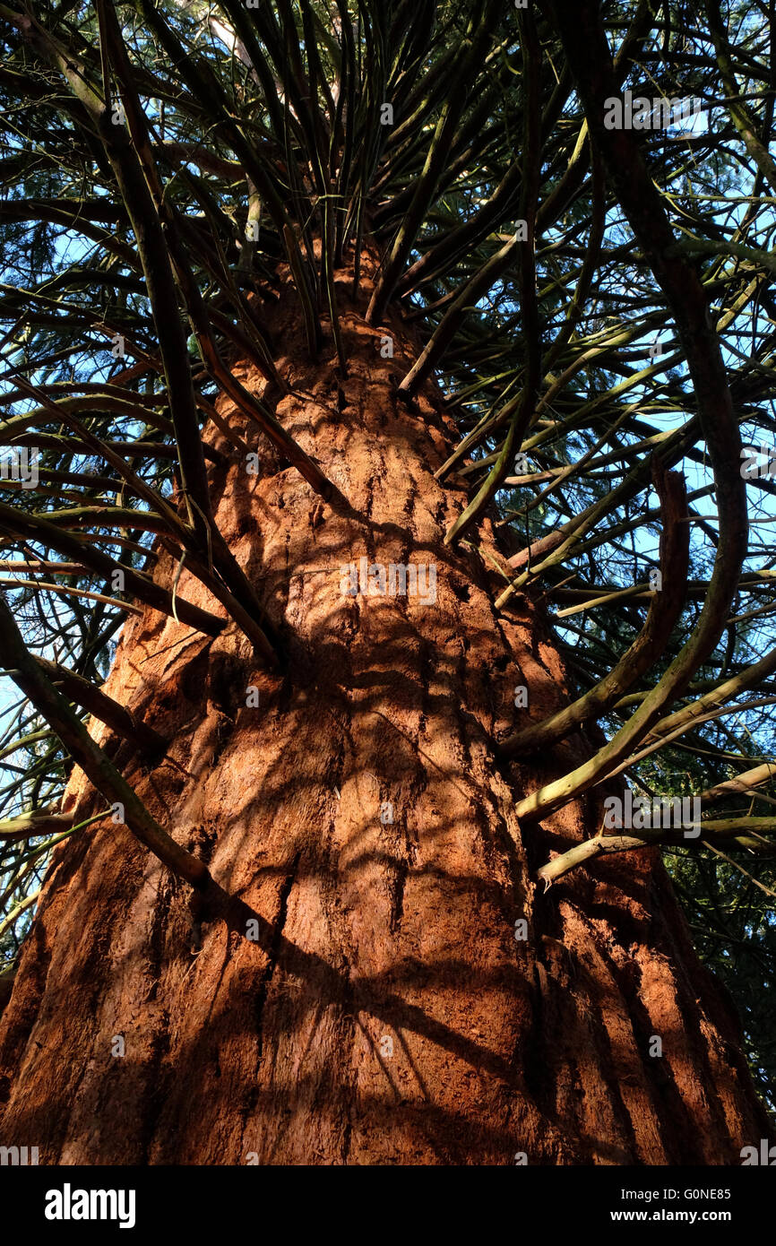 Soft spongy bark of a large redwood pine tree Stock Photo